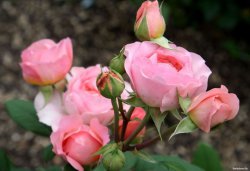 Садовые розы, посадка и уход