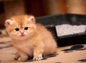 Учим котенка ходить в лоток Учим котенка ходить в лоток