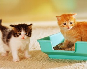 Учим котенка ходить в лоток Учим котенка ходить в лоток