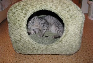 Спальное место для кошки своими руками Спальное место для кошки своими руками