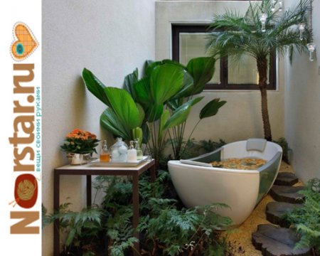 Цветы в ванной комнате без окна: какие виды растений могут жить в таких условиях
