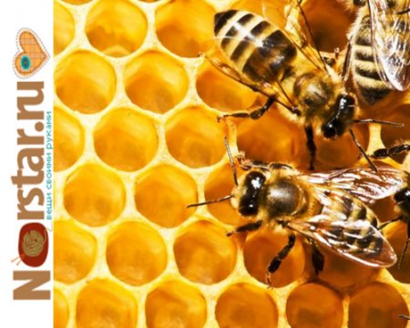 Пчеловодство, как бизнес идея 
