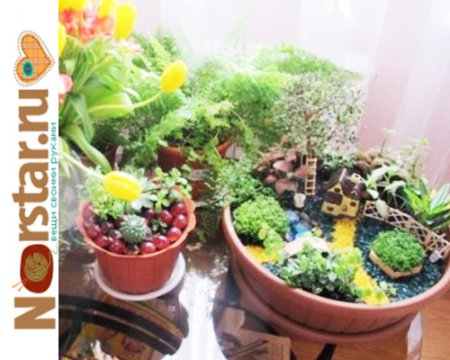 Домашний миниатюрный сад своими руками
