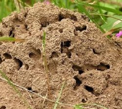 Избавляемся от муравьев на садовом участке и в огороде