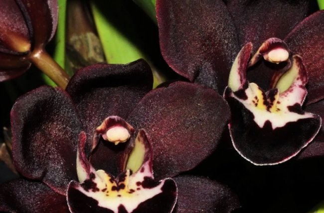 Новые виды орхидей