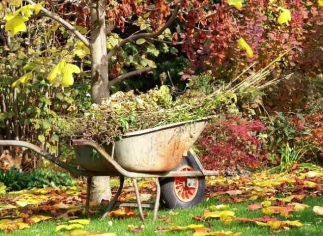 Осенние работы в саду. Готовим сад к зиме