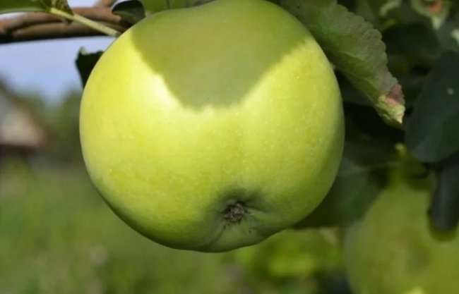Сорт яблок "Народное"