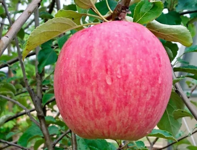 Сорт яблок "Россошанское полосатое"