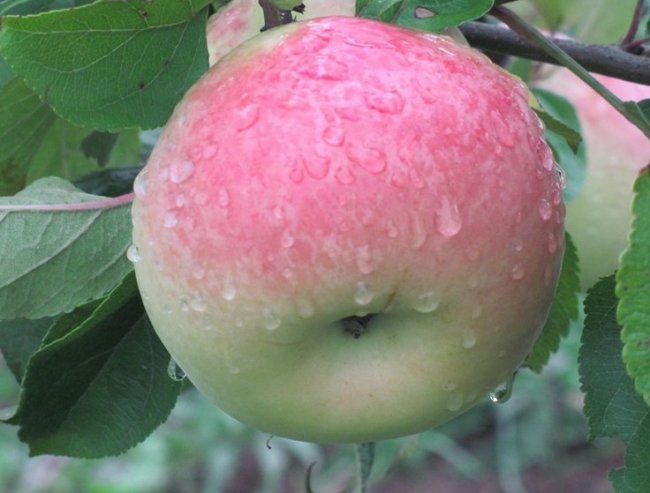 Сорт яблок "Бессемянка мичуринская"