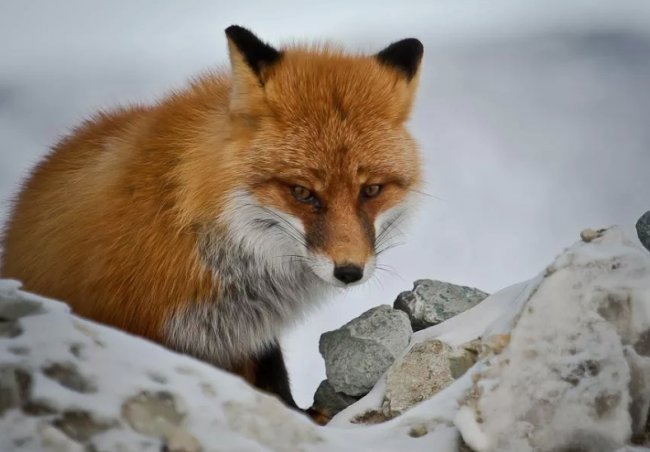 Разведение красной лисицы (огневки)