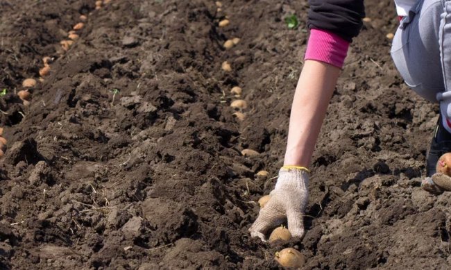 Особенности подготовки и посадки картофеля, плотность посадки